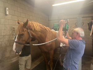 Elevate Your Horse’s Hoof Health with Trombofeet