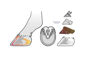 SUPPLEMENT - HOOF HEALTH IN PRACTICE