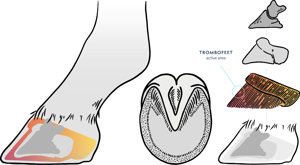 Active Area Trombofeet in hoof